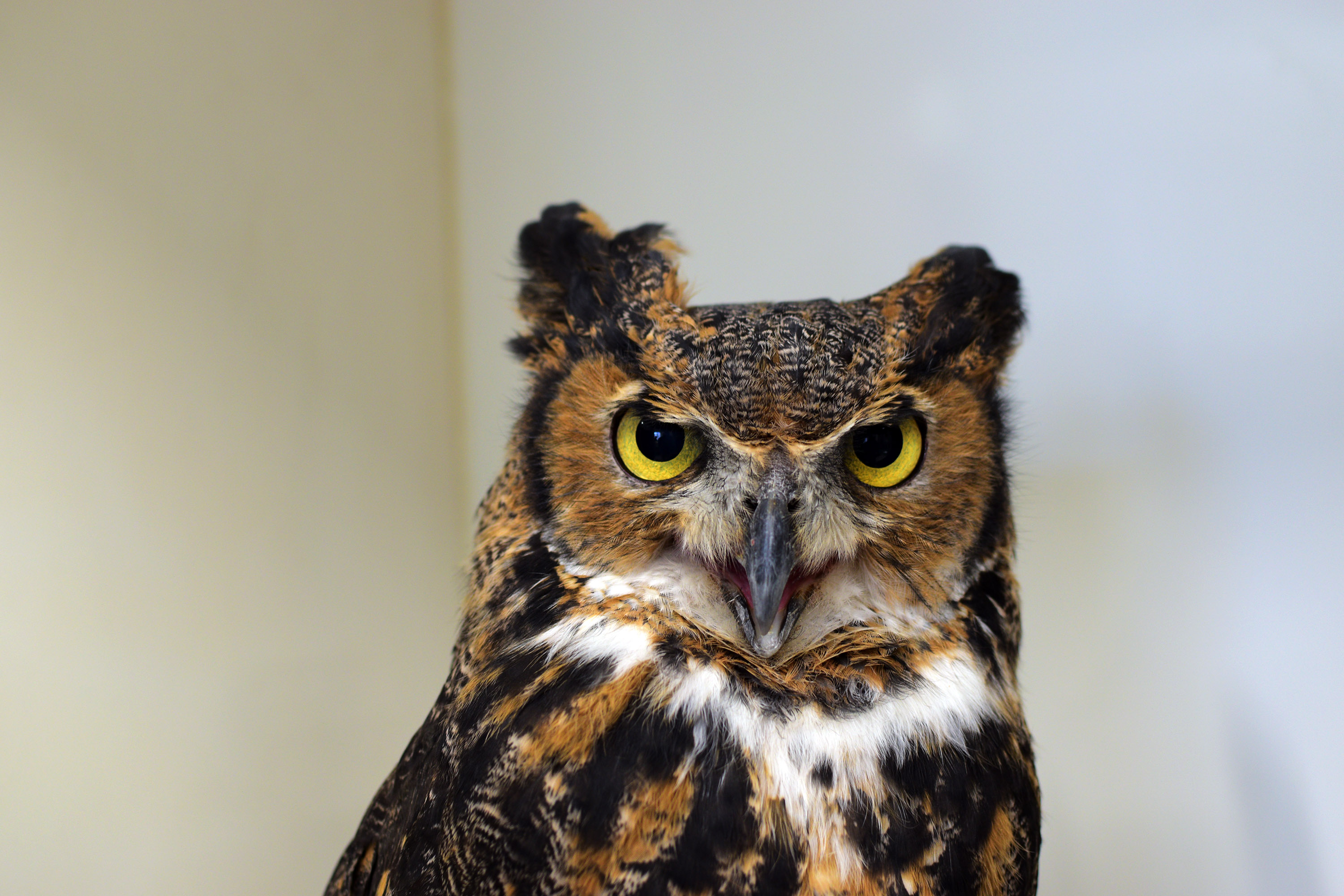 Starry, a great horned owl at Wildside Rehabilitation