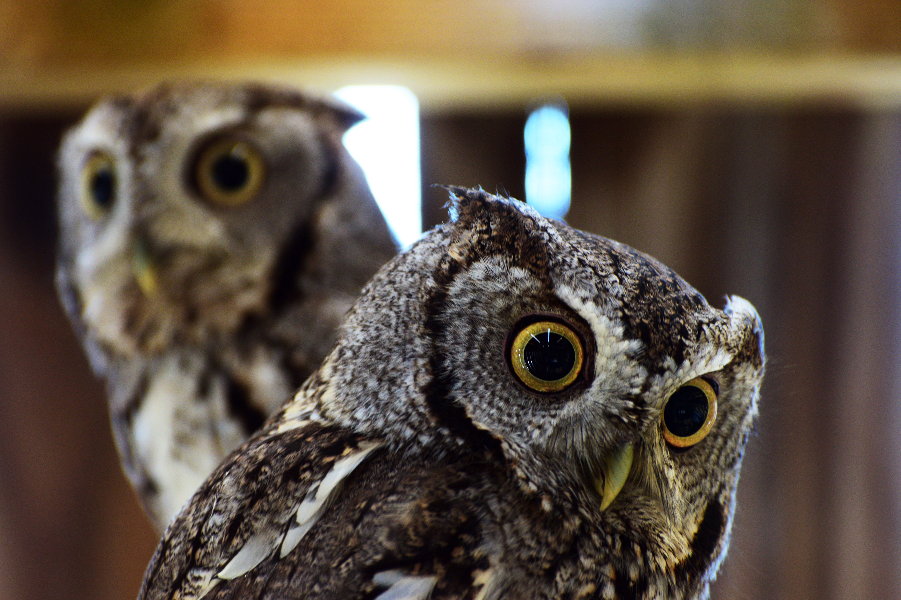 Two screech owls at Wildside Rehabilitation