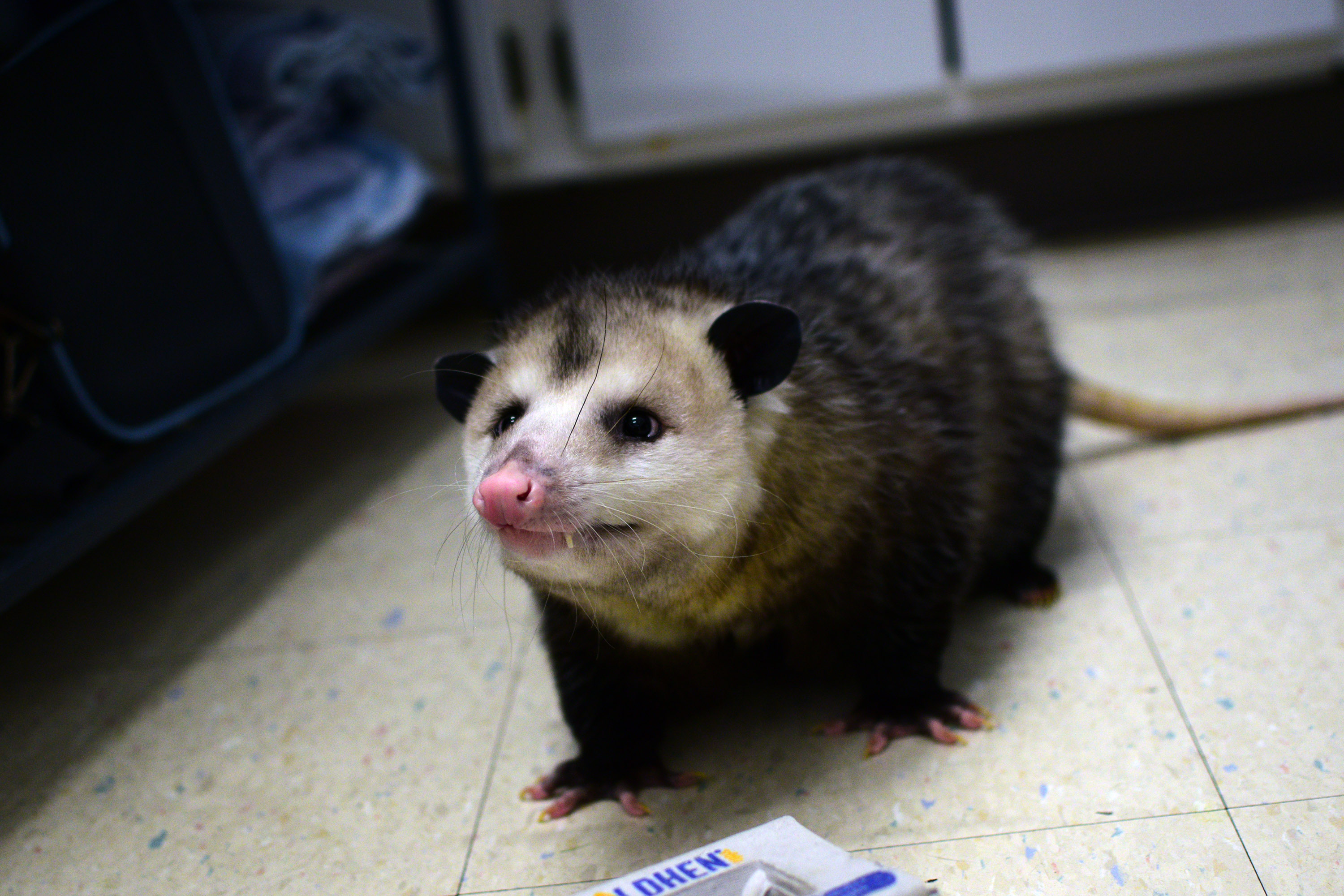 Jasper, an opossum at Wildside Rehabilitation
