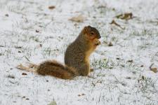 A squirrel near the Tridge in Midland