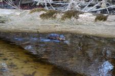 A muskrat (or a groundhog?) in a creek I saw while biking
