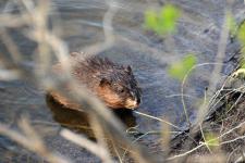 A muskrat in the Bad River in St. Charles
