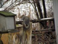 A squirrel foraging in our yard