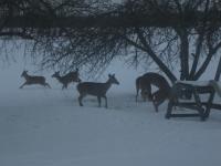 Deer feeding on apples in our yard