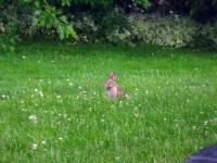 A rabbit as seen from my window