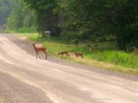 Some deer crossing a road. Used digital zoom since they were so far away, so the image is really grainy