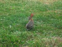 A rabbit in the front yard