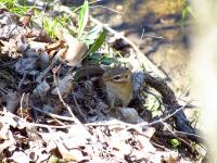 A chipmunk near the water's edge in Ringwood Forest