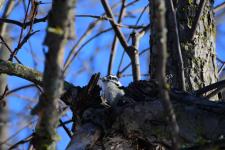 A downy woodpecker in our apple tree