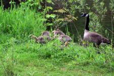Geese by a creek