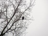 Some of the first photos I took with my new camera (Canon PowerShot SX30 IS) included my first wild bald eagle sighting!