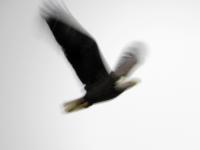 Some of the first photos I took with my new camera (Canon PowerShot SX30 IS) included my first wild bald eagle sighting!