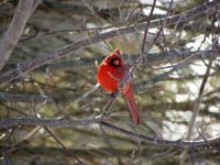 A cardinal sitting in a tree