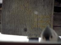 A creepy tufted titmouse looking into my window
