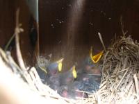 Baby birds (unknown species) in a birdhouse in our yard