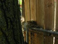 A nest on a fence in Cody's yard