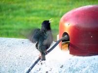 A european starling near the entrance of its nest in the top of a propane tank