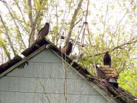 Some vultures perching on the roof of an abandoned house