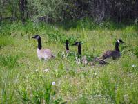 A flock of wild geese foraging in a field