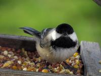 Black-capped chickadee looking at the camera