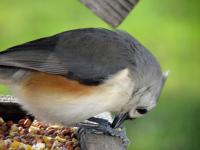 A tufted titmouse holding a seed between its feet and hammering it open with its beak