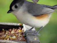 A tufted titmouse at the feeder