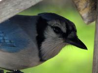 A blue jay at the feeder. He barely fits