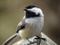 A black-capped chickadee giving the camera a funny look