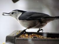 A nuthatch with some seeds in its beak