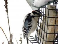 Downy woodpecker eating suet
