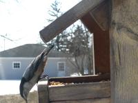 A white-breasted nuthatch at my feeder. Here you can see their large back talons.