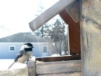 A cute little black-capped chickadee at my feeder
