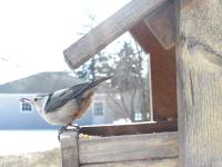 A white-breasted nuthatch holding a seed at my feeder