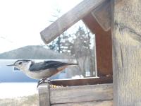 A white-breasted nuthatch at my feeder