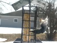 A white-breasted nuthatch at my feeder. Their large back talons allow them to hang upside-down with ease.