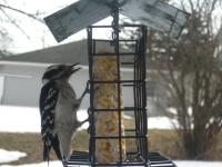 A female downy woodpecker eating suet