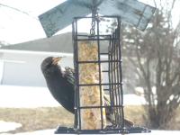 A european (or common) starling checking out my suet