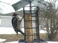 Male downy woodpecker at my suet feeder