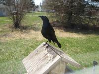A grackle perched on my feeder