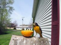 A baltimore oriole eating from an orange half