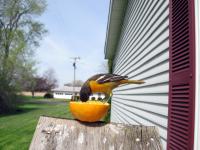 A baltimore oriole eating from an orange half