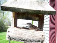 A chipping sparrow at my feeder eating a seed