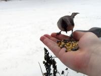 Feeding a tufted titmouse from my hand by sticking it out a partially open window