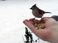 Feeding a tufted titmouse from my hand by sticking it out a partially open window