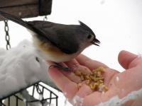 Jane hand-feeding a tufted titmouse. Its little tongue is cute!