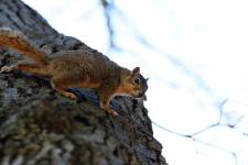 A squirrel in Coal Miners' Park in St. Charles