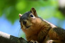 A squirrel in Coal Miners' Park in St. Charles
