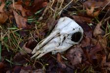 A (deer?) skull I found while biking