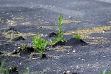 Plants pushing up through an asphalt driveway