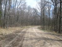 Picture of the woods at the end of my bike route, during the first bike ride of the year